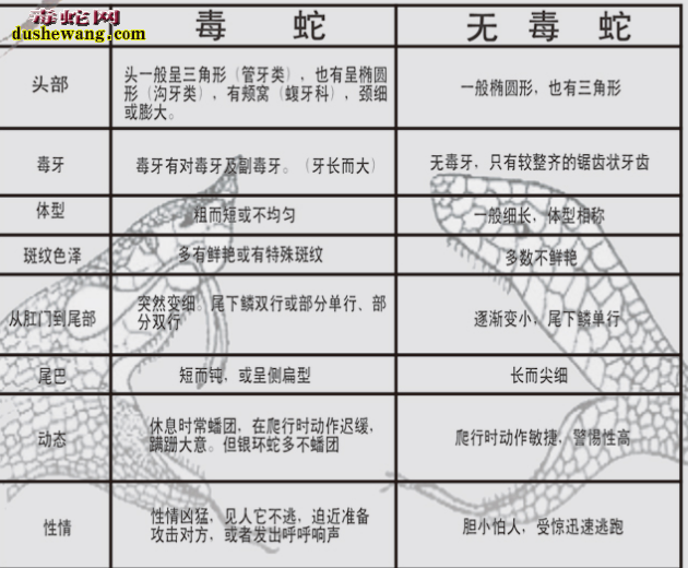 【有毒蛇与无毒蛇的区别】怎么判断有毒蛇和无毒蛇