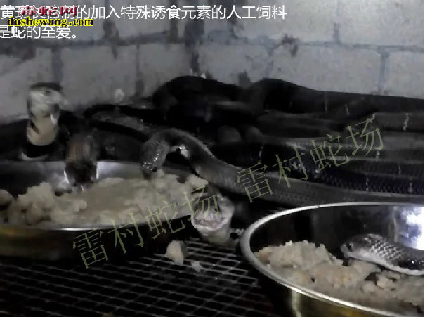 自制蛇混合饲料