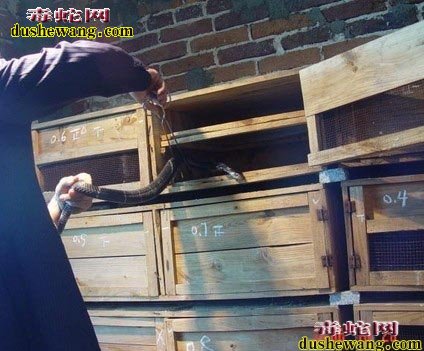 蛇箱养蛇设计图