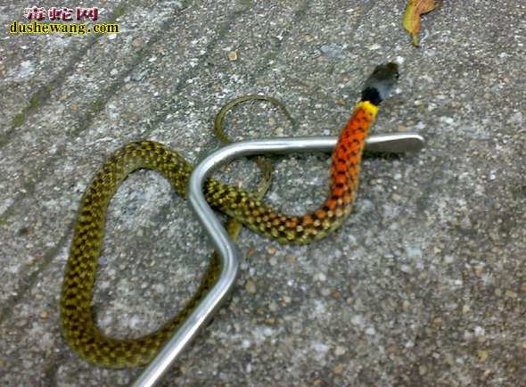 红脖颈槽蛇