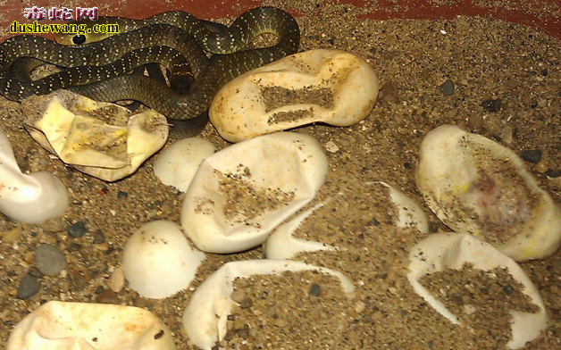蛇蛋孵化后凹陷