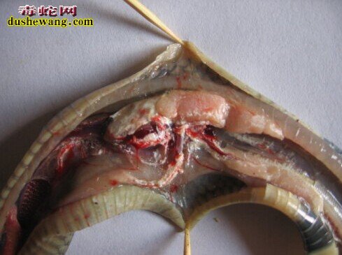 蛇肠胃炎治疗药