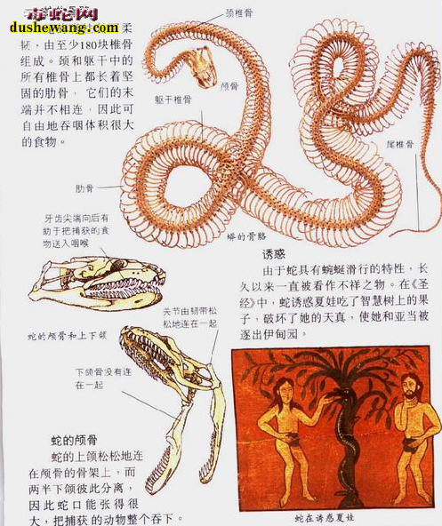五步蛇的生理结构图1