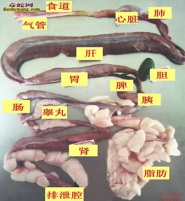 五步蛇的生理结构图2