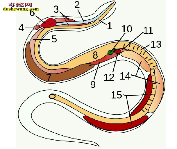 五步蛇的生理结构图3