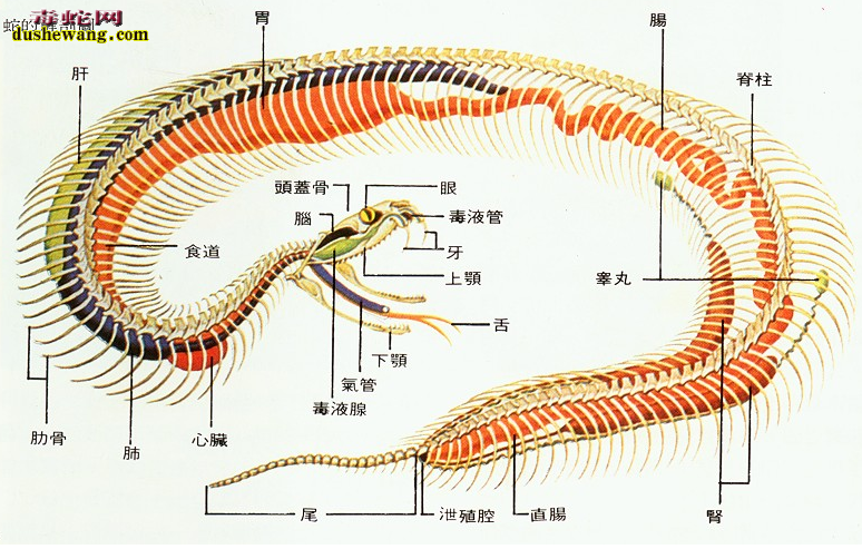 五步蛇的生理结构图4