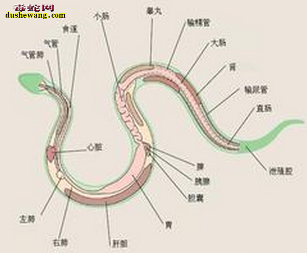 五步蛇的生理结构图5