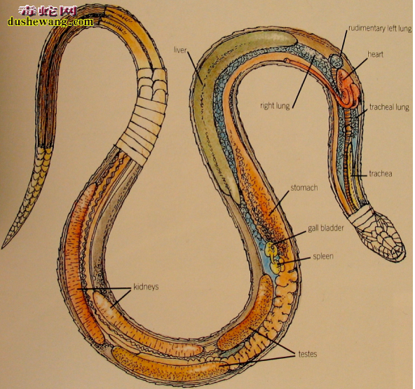 五步蛇的生理结构图6