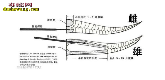 大王蛇性别鉴定图2
