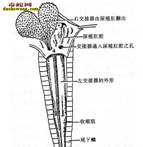 大王蛇性别鉴定图3