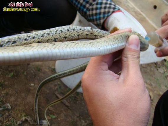 蛇肺炎注射药物