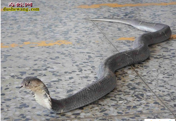 台湾不明人士放生三笼毒蛇 农民被咬险丧命！