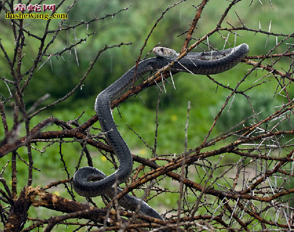 黑曼巴蛇的栖息环境