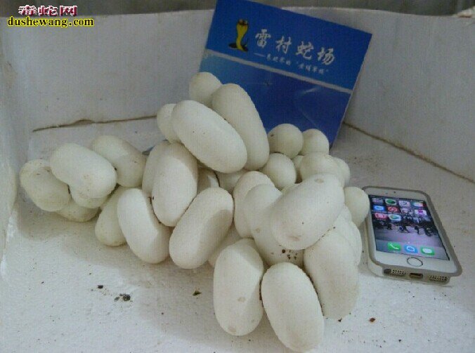 无毒蛇蛋图片