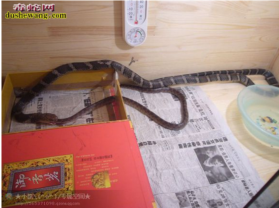眼镜王蛇主要吃什么