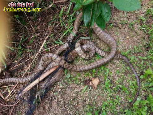 怎么区分本地水律蛇和越南老挝水律蛇