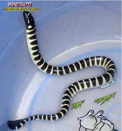 世界上第一毒蛇