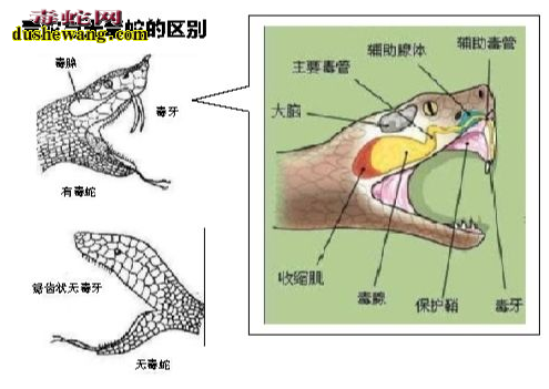 毒蛇和无毒蛇咬伤区别图解3