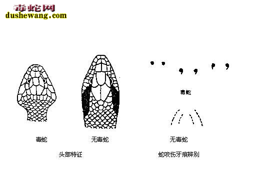 毒蛇和无毒蛇咬伤区别图解5