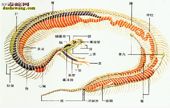 蛇器官图解1