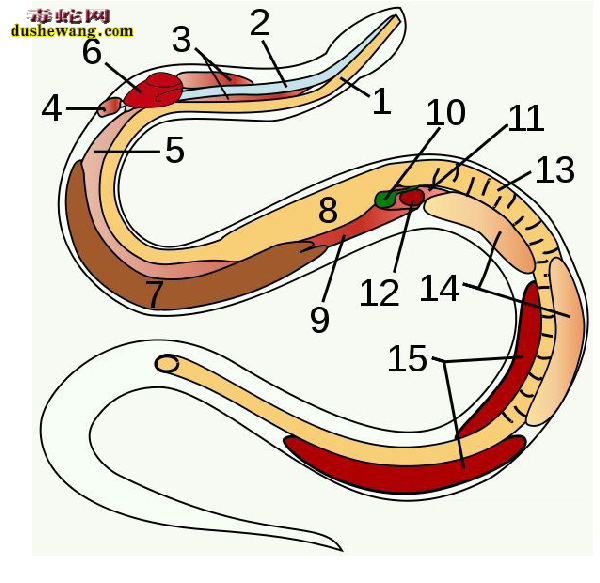 蛇器官图解3