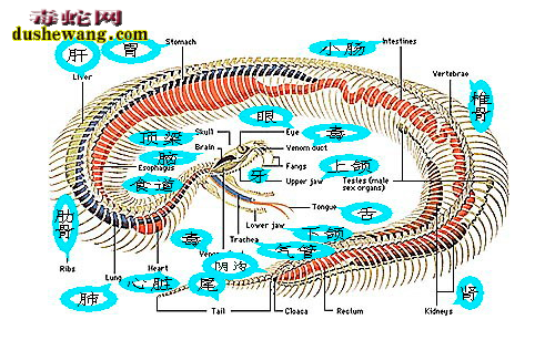 蛇器官图解4