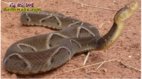 巴西蝮蛇图片