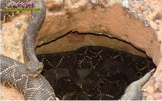 巴西蝮蛇图片3