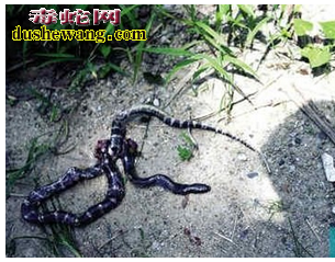【广东毒蛇咬伤】广东一男子家中午睡被毒蛇咬伤身亡！