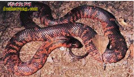 澳洲褐色网状蛇