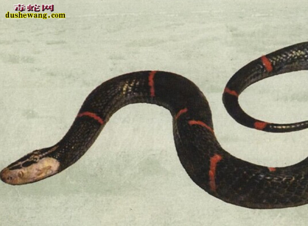 喜玛拉雅白头蛇3