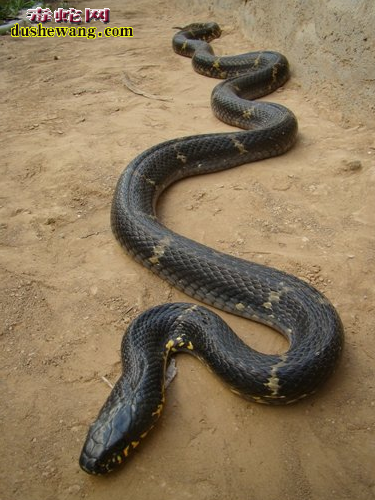 棕黑锦蛇图片3