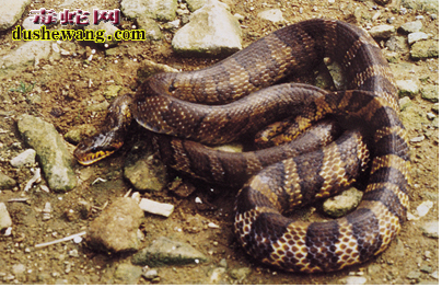 棕黑锦蛇图片4