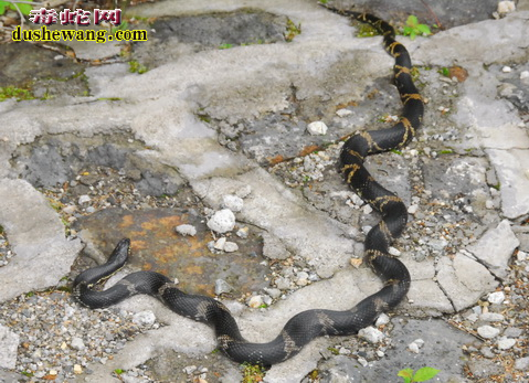 棕黑锦蛇图片5