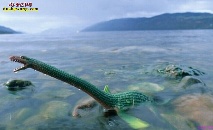 最大的海蛇