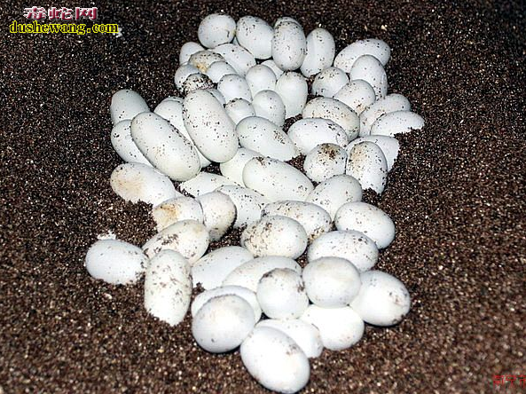 蛇蛋孵化过程