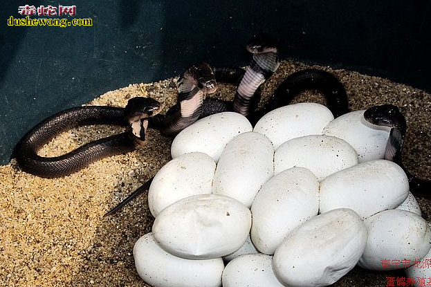 蛇蛋孵化过程图解10
