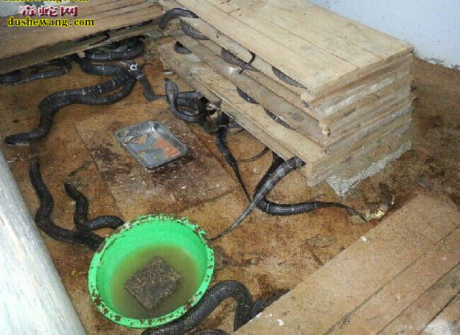 发酵床养蛇技术培训