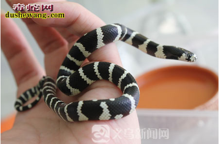 黑白王蛇