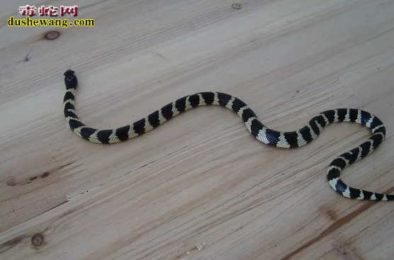 黑白王蛇