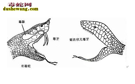 毒蛇咬伤是怎么引起的