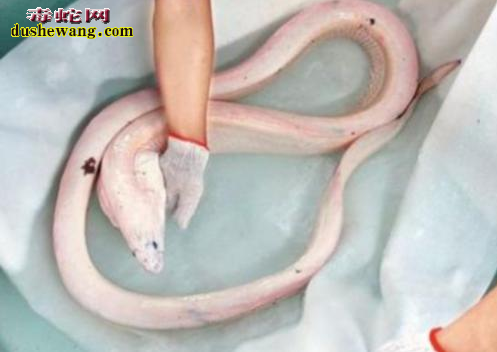 海蛇是什么颜色