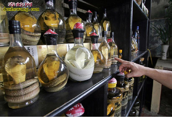 蛇酒应该怎么泡