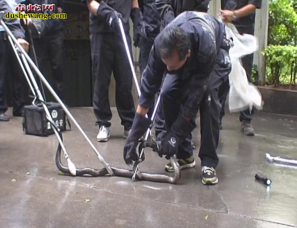 眼镜王蛇误闯停车场 警民勇擒大蛇放归自然