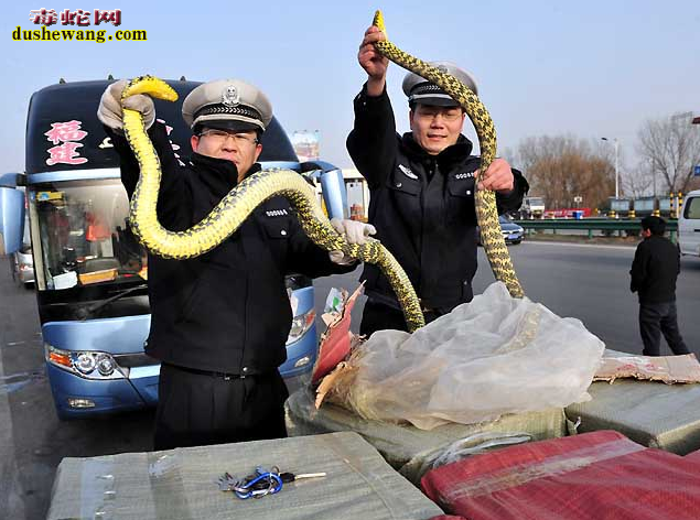 王锦蛇为什么那么贵