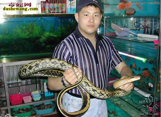 菜花蛇是国家保护动物吗