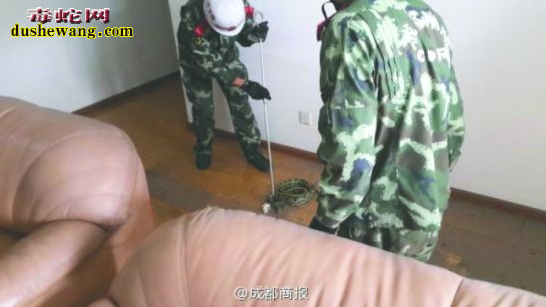 菜花蛇不请自来吓坏居民