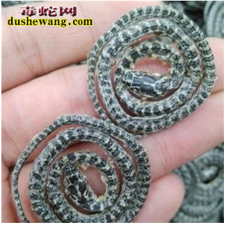 银环蛇作用与鉴别