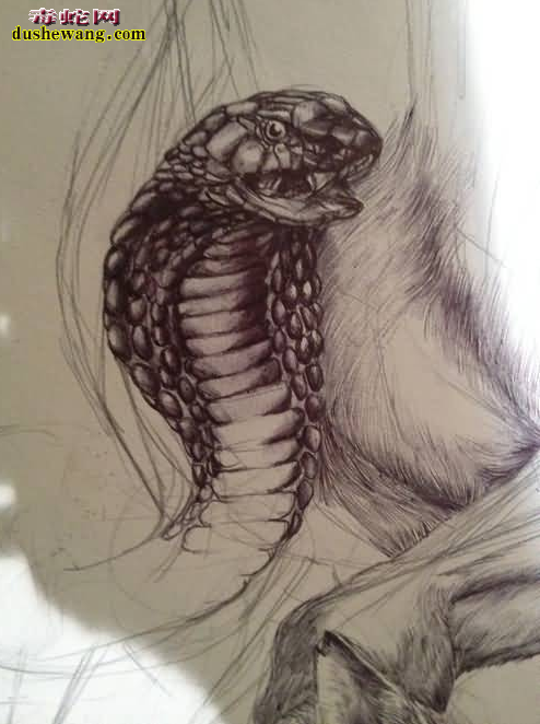 蛇素描图片7