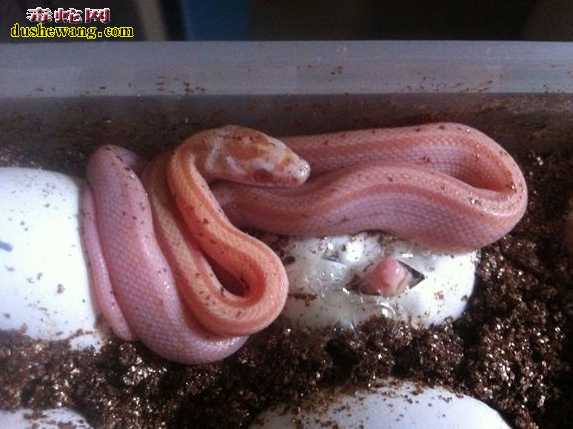 美洲玉米蛇的饲养和繁殖